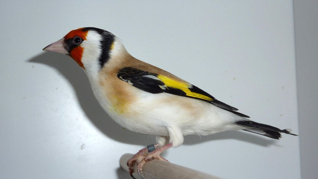 Über mich StieglitzMajor Mutationszucht