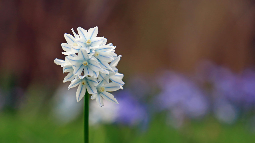 Kegelblume