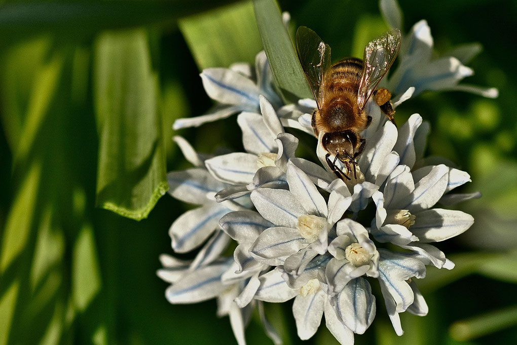 Kegelblume und Honigbiene