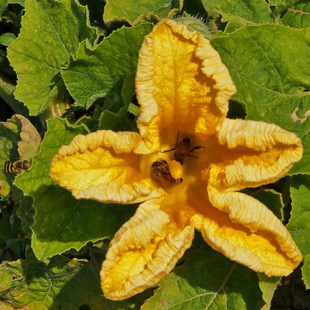 Kürbisblüte, Insekten
