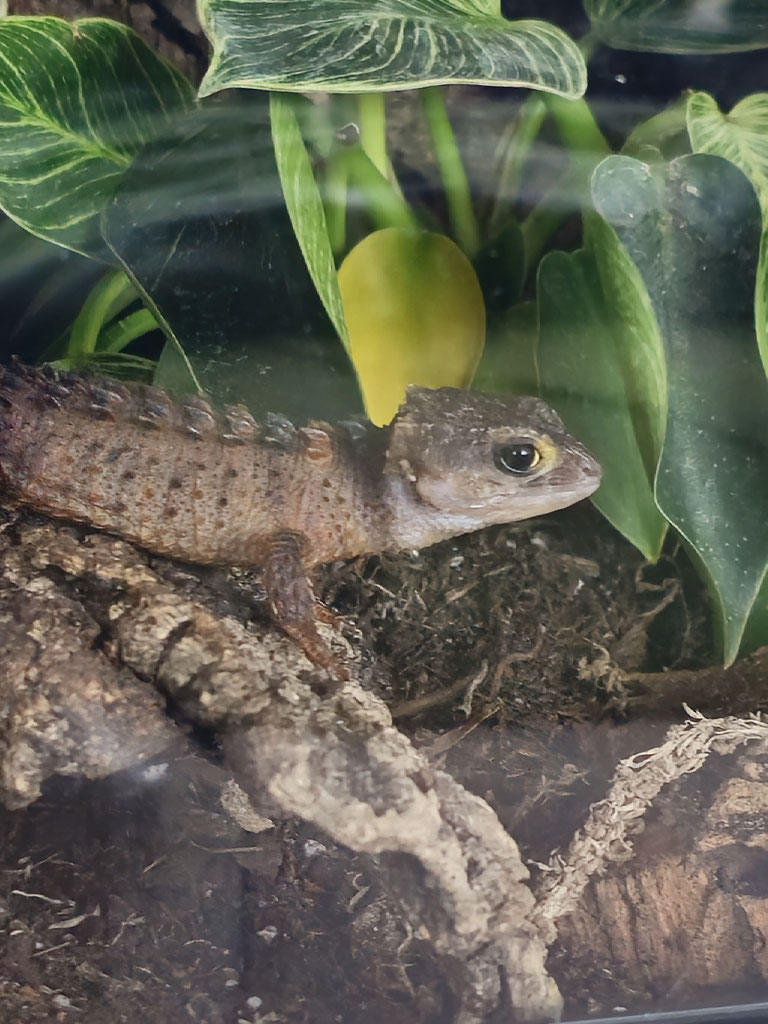 Weissaugenbuschkrokodil Weibchen (T.novaeguineae)