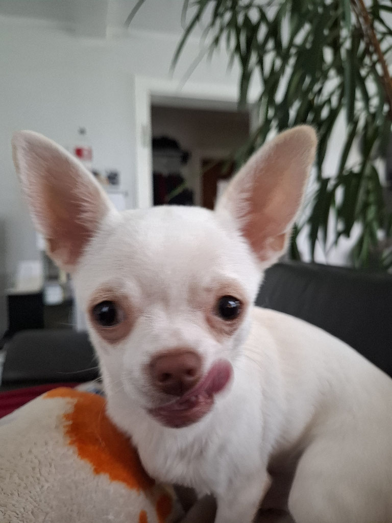 Nemo von Kühnen Mutes 