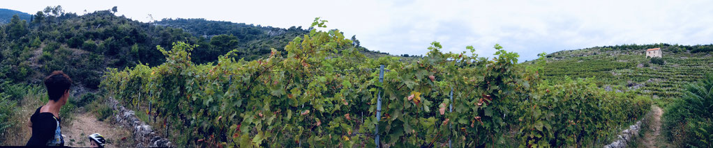 Weinberg mit Steinhaus