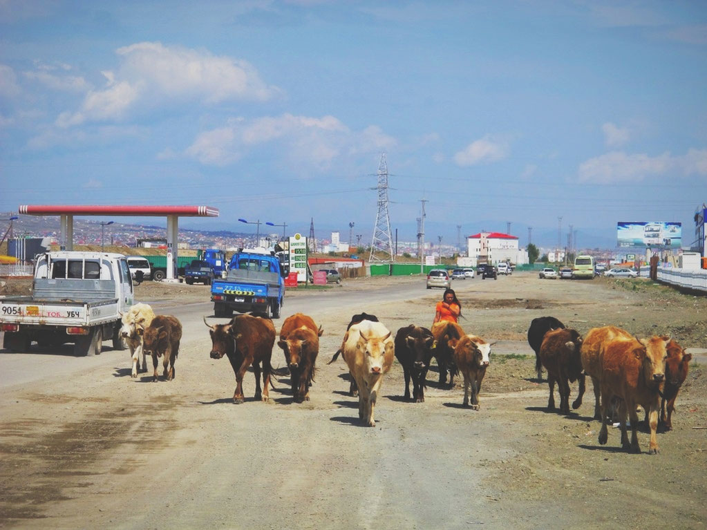 bigousteppes mongolie oulanbator