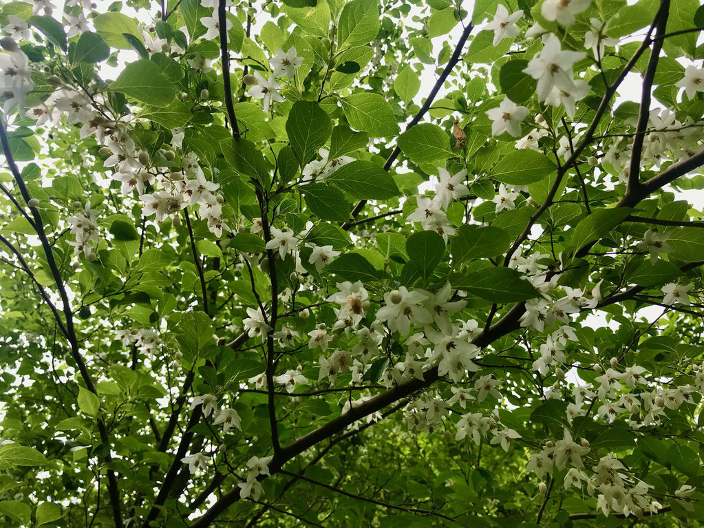エゴの花