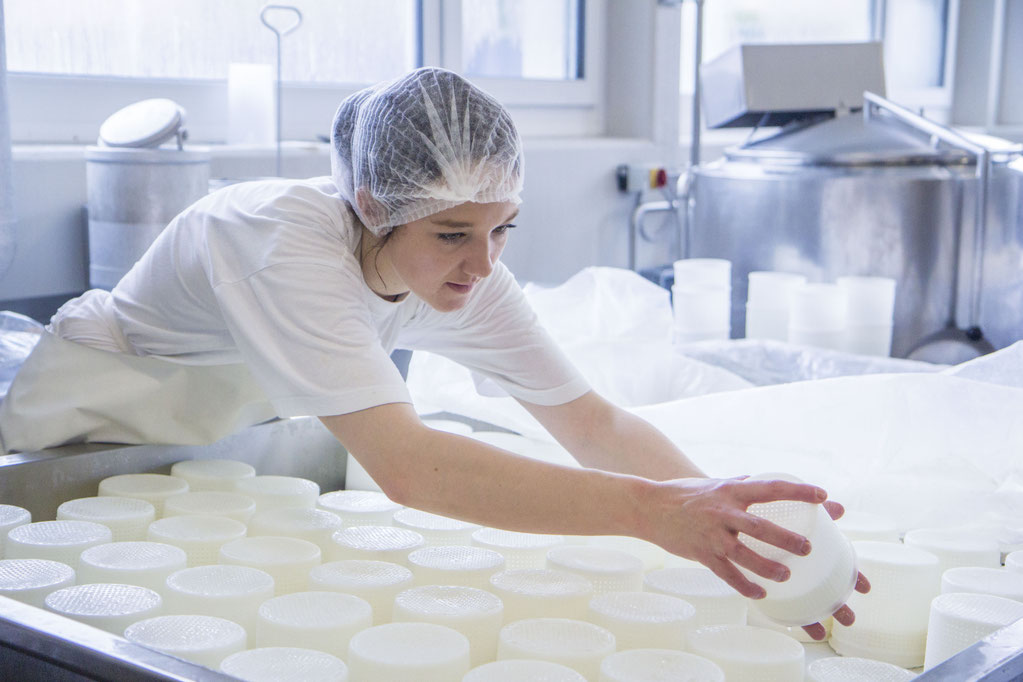 Gehört zum Berufsalltag einer Milchtechnologin: Käsemasse aus den Formen entnehmen.