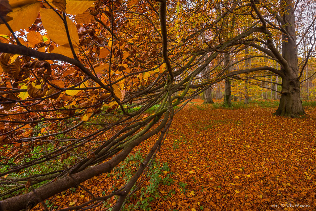 Auch die Wälder mitten in Köln zeigen im Herbst sehr schöne Landschaften (B412)