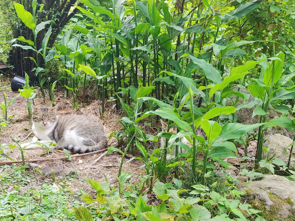 お昼寝中のマアロ様。ここがお気に入りです。