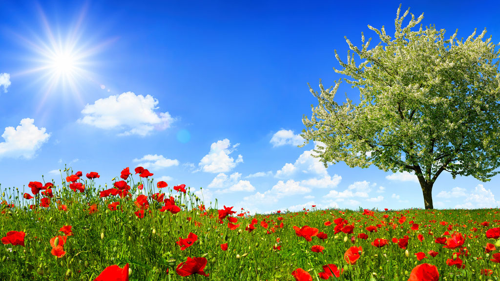 Dank Hoch VERA stellt sich an Pfingsten überwiegend freundliches und warmes Wetter ein. Quelle: Shutterstock