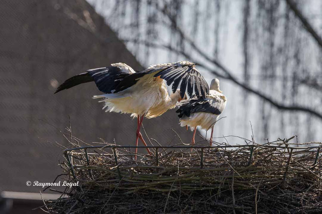 weissstorch auf dem nest