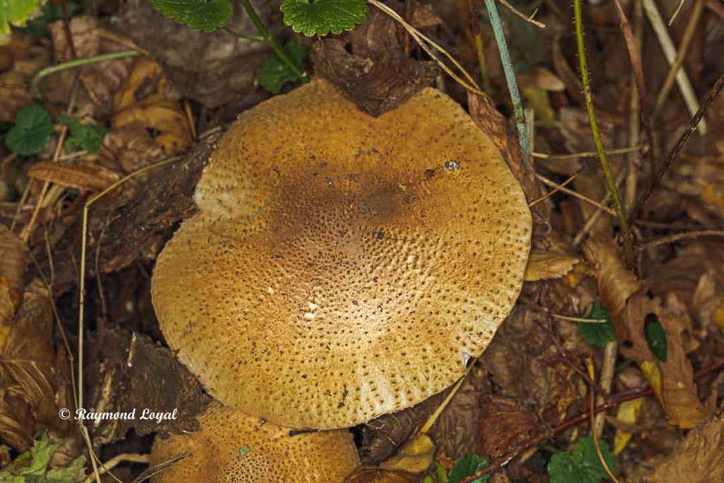 nature mushroom
