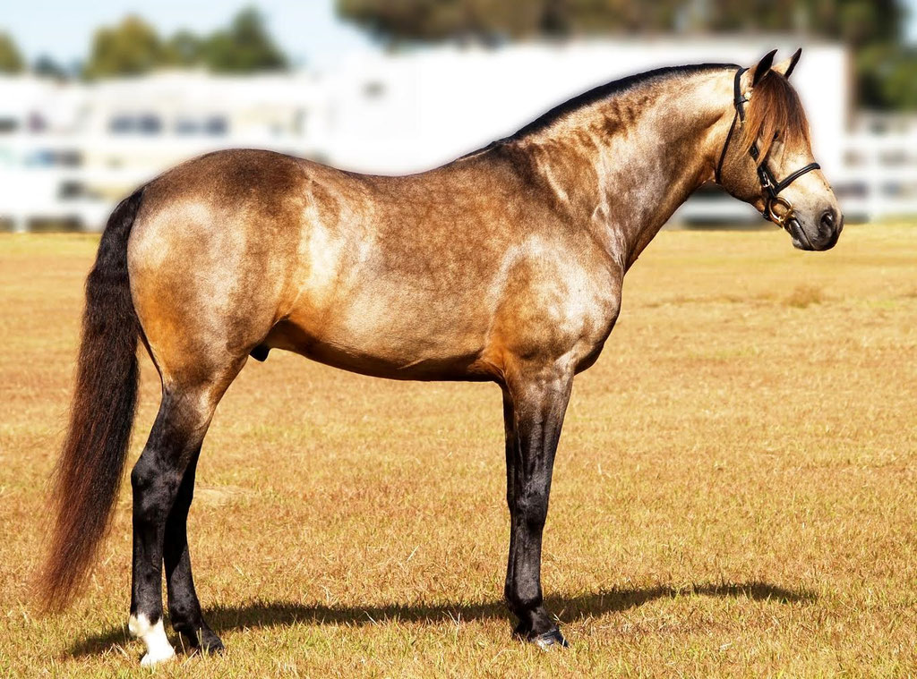 Foundation Horse Breeding Stallions