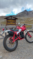 Guanaco Nimmersatt am Gavia Paß, 2652 m! Foto: Alfred