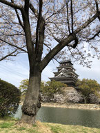 広島城の桜