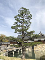 広島城の松