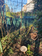 Foto: Janine Becker, Eberesche 