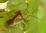 Wipfel-Stachelwanze (Acanthosoma haemorrhoidale)