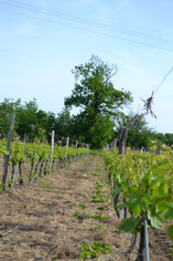 vignes du Domaine des Renardières