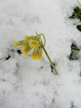 Schlüsselblume, Himmelsschlüssel, Hustentee, Kräuterapotheke