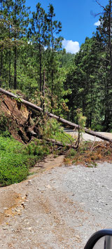 umgestürzter Baum auf den Weg zur Finca Cual Bicicleta