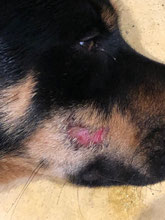 La tête d'un chien avec un spot naissant sur la babine par coach canin 16 educateur canin à angouleme