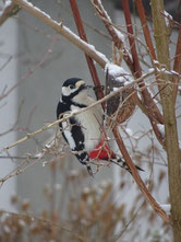 Buntspecht pickt Mehl-würmer - Foto: Uli Kratz