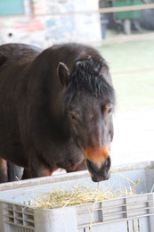 Rasim - Team Ponyschule Oberwetz