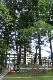 石割梅と銭湧石