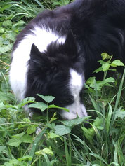 Border Collie im Gras