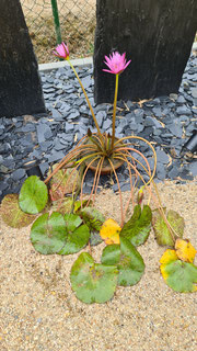 Tropische Seerose Mutterpflanze
