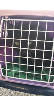 Blacky / Foto: Oetken