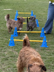 Rally Obedience bei Rundum Glückshund Bergisch Gladbach
