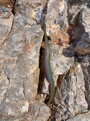 Flötenfisch mit ca. 100cm