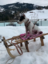 Parson Russell Terrier auf Schlitten mit Halsband 