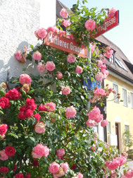 Die besonderen Stadtführungen für Freising - Freisinger Stadtbär GbR