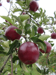 りんご価格 - ゆかり園 群馬県沼田市 玉原山麓のりんご園です