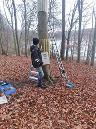 Umzug der Nistkästen