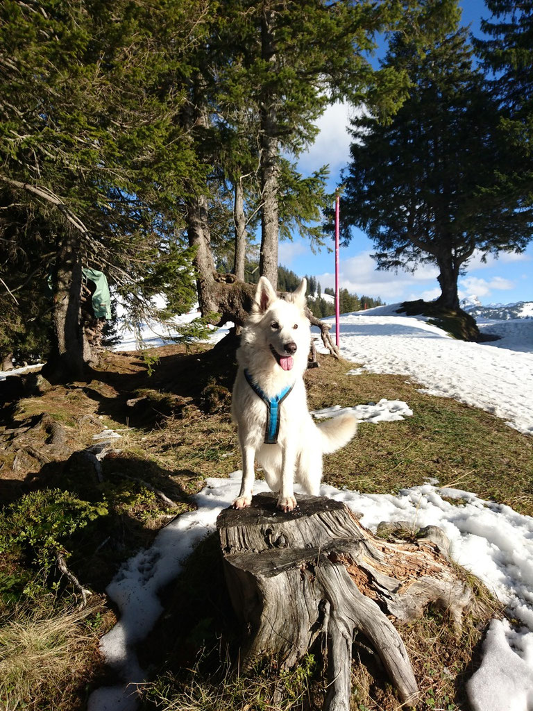 Angebote HachikoHundezeit Mensch&amp;HundTeam