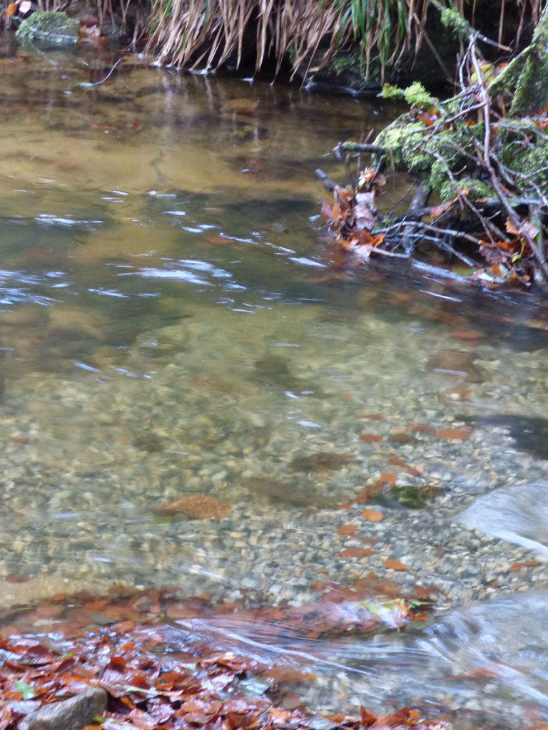 Les Travaux Piscicoles Le Site Internet De L Aappma Des Monedieres A Correze