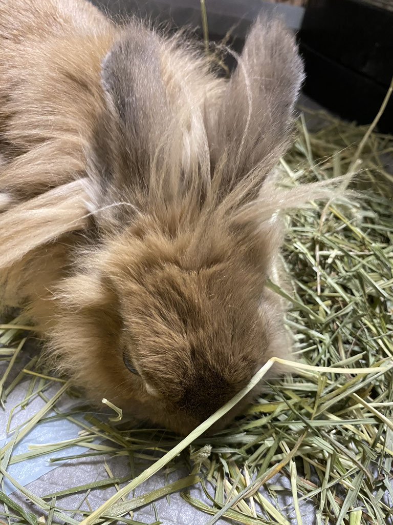 うさぎのうっ滞 うさぎ飼育の もねもかどっとねっと