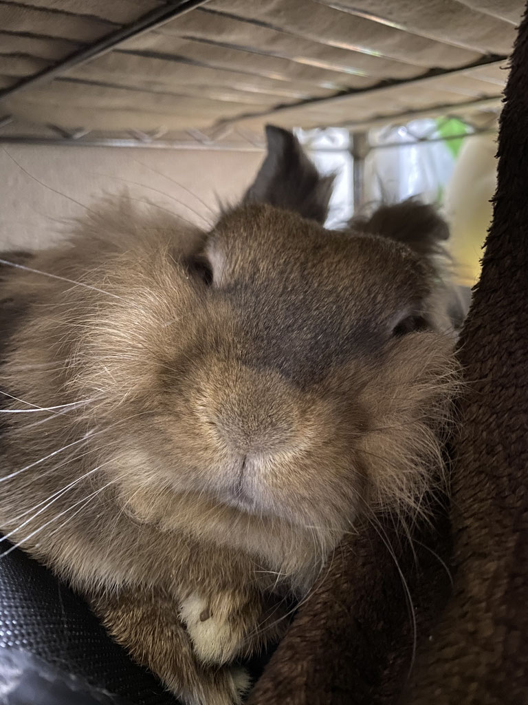 うさぎのよだれ うさぎ飼育の もねもかどっとねっと うさぎのよだれ うさぎ飼育の もねもかどっとねっと