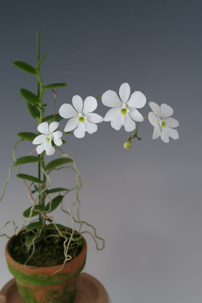 可愛いランが咲きました！ - (株)東京オーキット・ナーセリー