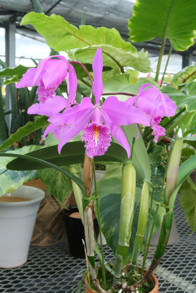 秋のマキシマ！ - (株)東京オーキット・ナーセリー