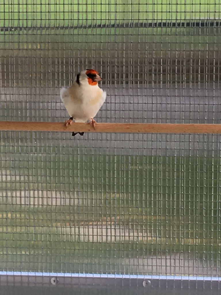 Zucht & Haltung Stieglitz Mutationen