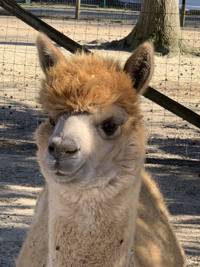 Meet the Herd the Girls . . . Jersey Shore Alpacas Fleece and Fun