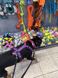 Unsicherer Hund bei der Umweltgewöhnung mit der Trainerin bei Rundum Glückshund in Bergisch Gladbach