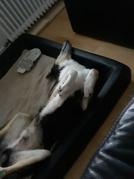 Blade liegt auf dem Rücken auf seinem Hundebett und schläft. 