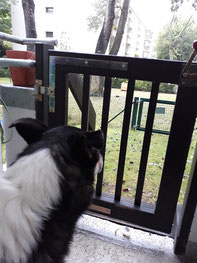Blade, von hinten fotografiert, sitzt an der Gartentür und schaut hinaus, dabei lässt er die Ohren hängen. Es regnet. 