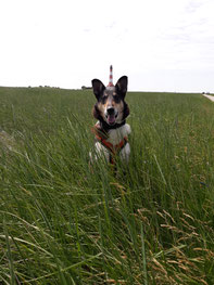 Blade sitzt im Gras, im Hintergrund ist ein Leuchtturm. Das Bild wurde so aufgenommen, dass es so aussieht, als würde der Leuchtturm auf Blades Kopf sitzen wie ein Hut. 