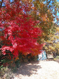あてにしていませんでしたが、見事な紅葉